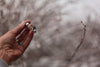 Emerge - Lodolite Quartz and Succulent Necklace